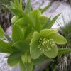 helleborus viridis